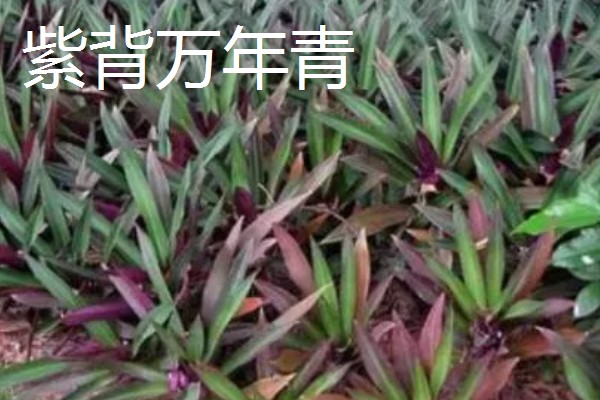 爬墙植物的种类,常见金银花、凌霄花等品种