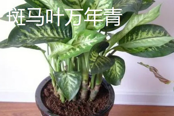爬墙植物的种类,常见金银花、凌霄花等品种