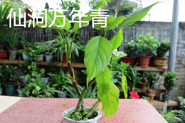 爬墙植物的种类,常见金银花、凌霄花等品种