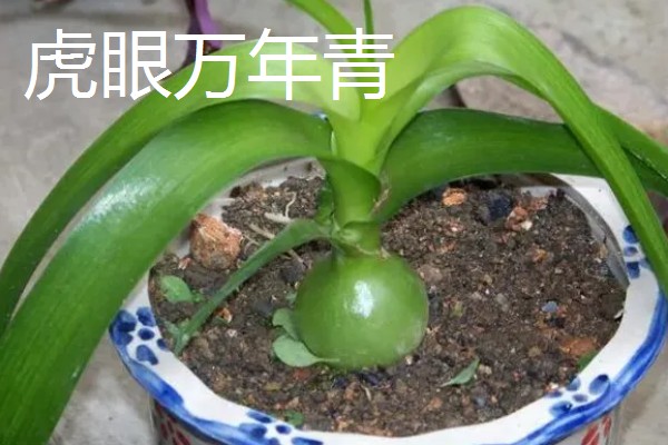 爬墙植物的种类,常见金银花、凌霄花等品种