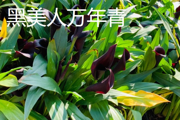 爬墙植物的种类,常见金银花、凌霄花等品种
