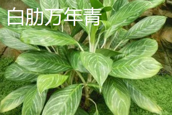 爬墙植物的种类,常见金银花、凌霄花等品种