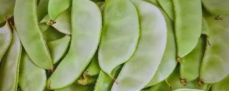 吃扁豆中毒的症状，会出现恶心、呕吐、腹痛等情况