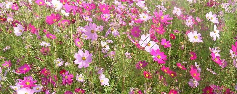 大波斯菊的简介，属于菊科、秋英属植物