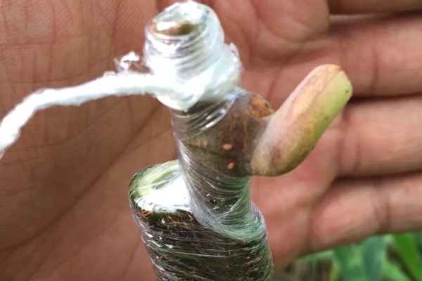 猕猴桃嫁接后怎么管理，砧木萌发的嫩芽嫩梢要抹除