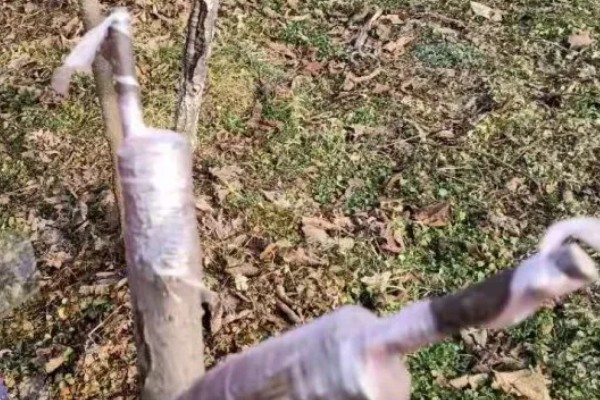 猕猴桃嫁接后怎么管理，砧木萌发的嫩芽嫩梢要抹除