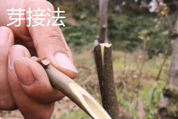 猕猴桃嫁接后怎么管理，砧木萌发的嫩芽嫩梢要抹除