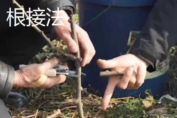 猕猴桃嫁接后怎么管理，砧木萌发的嫩芽嫩梢要抹除