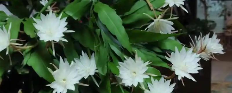 让昙花开放的方法，追施磷钾肥可促进花芽分化