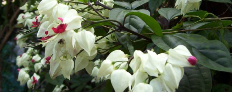 龙珠花的简介，一般是指龙吐珠