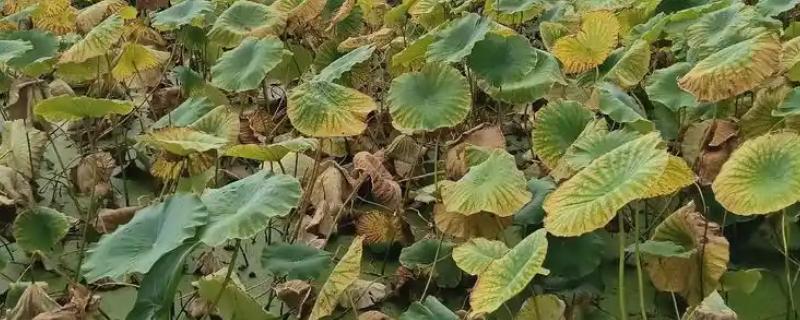 荷花叶子枯黄怎么办，缺光时每天保持7-9小时的光照