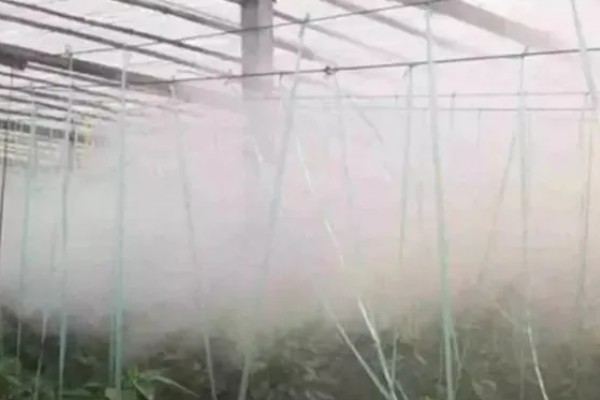 潜叶蝇如何防治,可农业防治也可物理防治