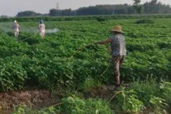潜叶蝇如何防治,可农业防治也可物理防治