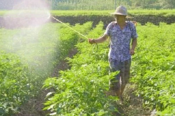 潜叶蝇如何防治,可农业防治也可物理防治