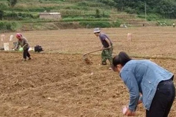 银杏果怎么种植才可以发芽,将其放入清水中浸泡三到四天
