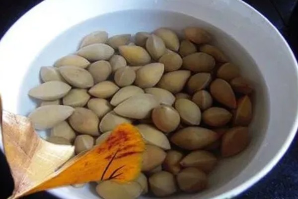 银杏果怎么种植才可以发芽,将其放入清水中浸泡三到四天