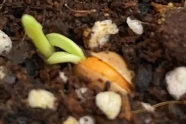 银杏果怎么种植才可以发芽,将其放入清水中浸泡三到四天