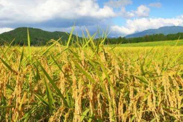 嫩江湾大米产地在哪,在吉林省嫩江西岸的镇赉县