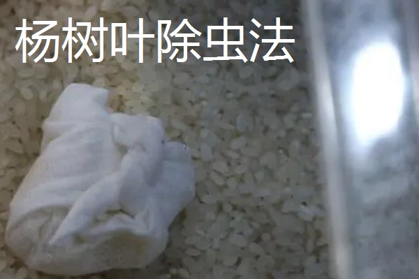 嫩江湾大米产地在哪,在吉林省嫩江西岸的镇赉县