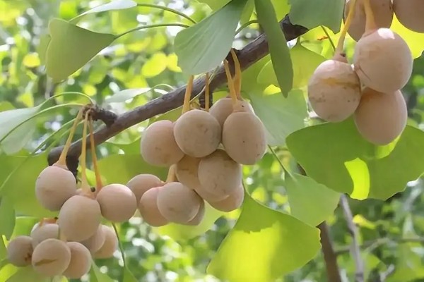 银杏果怎么种植才可以发芽,将其放入清水中浸泡三到四天