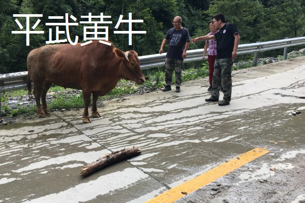 四川平武县的特产，平武厚朴享有盛名