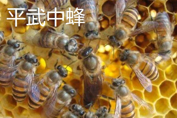 四川平武县的特产，平武厚朴享有盛名