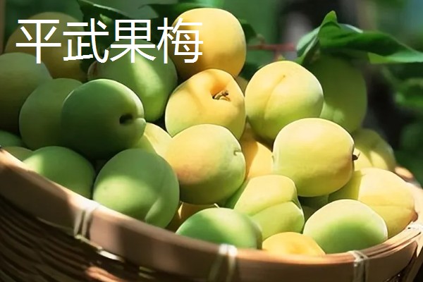 四川平武县的特产，平武厚朴享有盛名