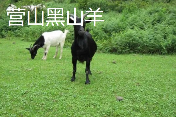 四川平武县的特产，平武厚朴享有盛名
