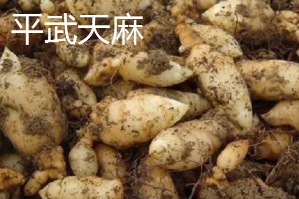 四川平武县的特产，平武厚朴享有盛名