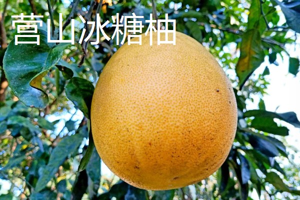四川平武县的特产，平武厚朴享有盛名