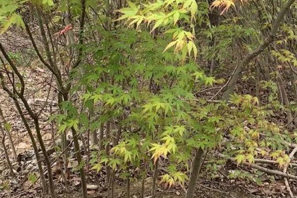 怎么种植鸡爪槭，选择阴凉潮湿的环境种植