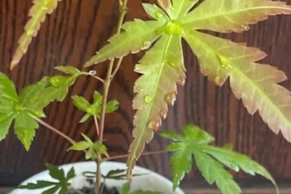 怎么种植鸡爪槭，选择阴凉潮湿的环境种植