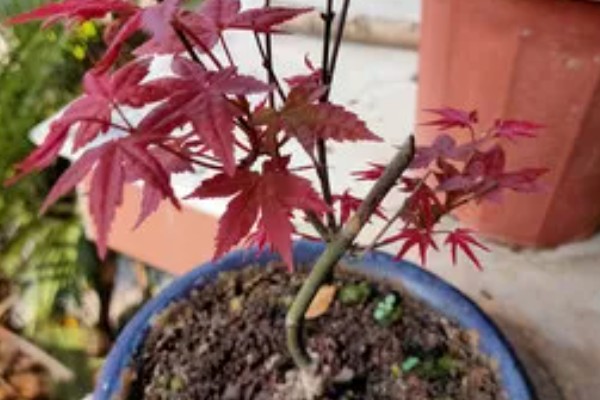 怎么种植鸡爪槭，选择阴凉潮湿的环境种植