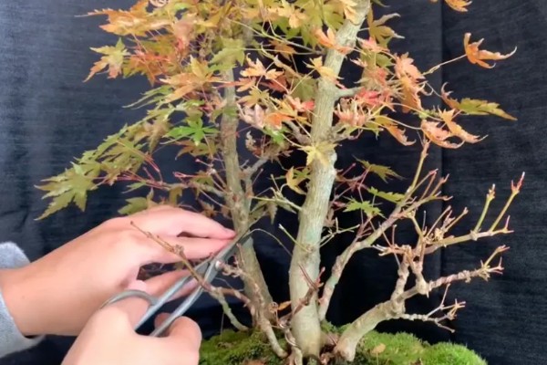 怎么种植鸡爪槭，选择阴凉潮湿的环境种植