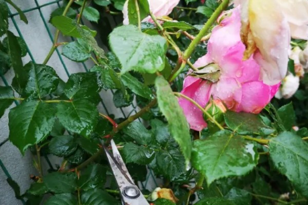 北方地栽藤本月季的过冬方法,可覆盖稻草和双层薄膜