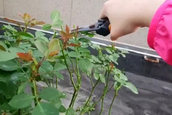 北方地栽藤本月季的过冬方法,可覆盖稻草和双层薄膜