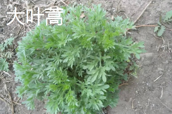 芦蒿与茼蒿的区别，科属和外观均不同
