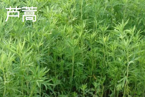 芦蒿与茼蒿的区别，科属和外观均不同