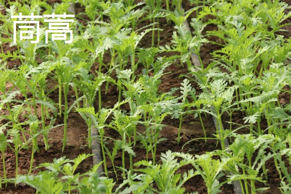 芦蒿与茼蒿的区别，科属和外观均不同