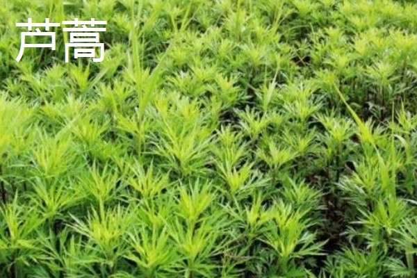 芦蒿与茼蒿的区别，科属和外观均不同