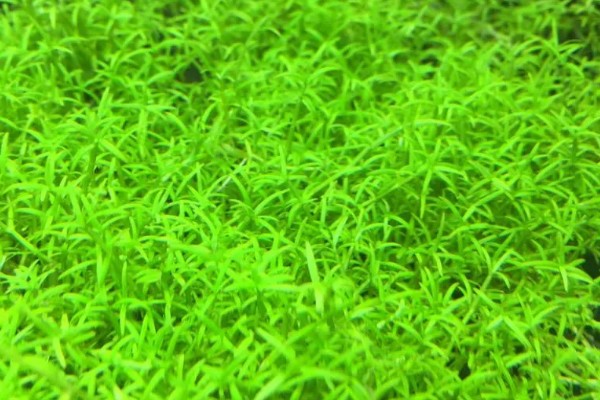 微果草水草好不好养,是比较好养的