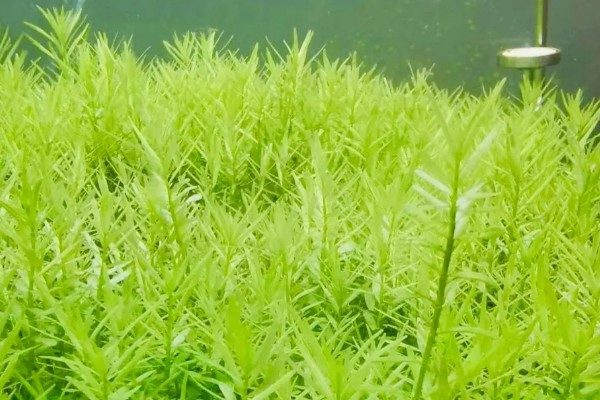 微果草水草好不好养,是比较好养的