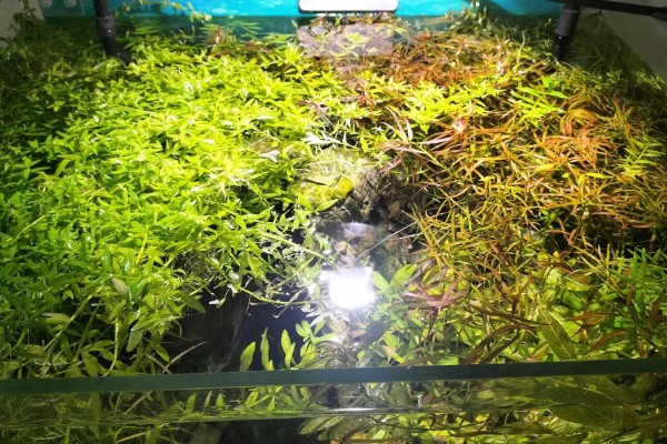 微果草水草好不好养,是比较好养的