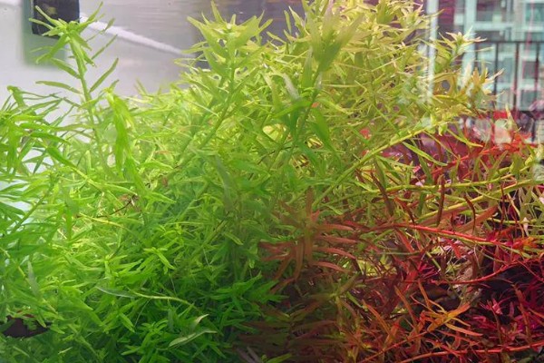 微果草水草好不好养,是比较好养的