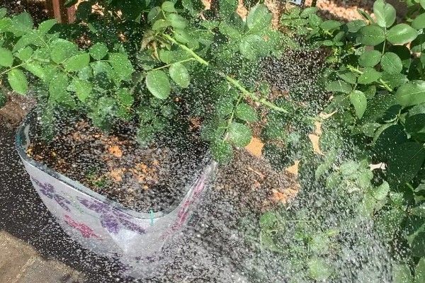 北方地栽藤本月季的过冬方法,可覆盖稻草和双层薄膜