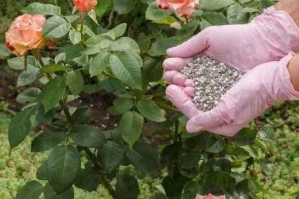 北方地栽藤本月季的过冬方法,可覆盖稻草和双层薄膜