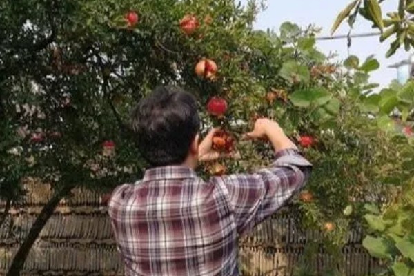 12月能移栽石榴树吗,可以移栽石榴树