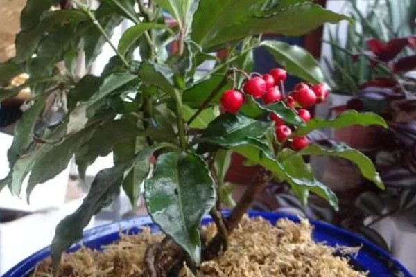 让朱砂根来年结果的方法,应确保植株受光均匀