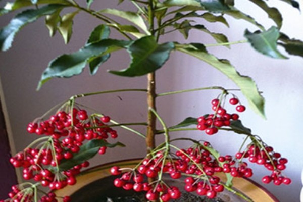 让朱砂根来年结果的方法,应确保植株受光均匀