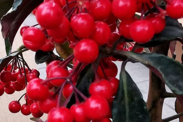 让朱砂根来年结果的方法,应确保植株受光均匀